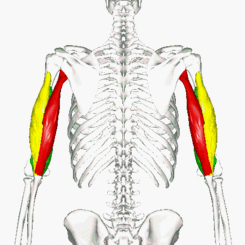 Animáción del tríceps braquial