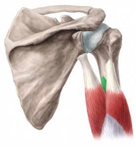 triceps-braquial-media