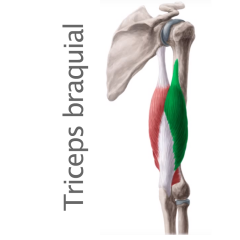 Músculo Triceps Braquial