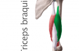 Músculo Triceps Braquial