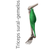 Músculo Triceps sural (gemelo)