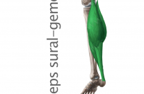 Músculo Triceps sural (gemelo)