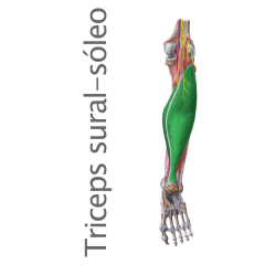 Músculo tríceps sural o sóleo