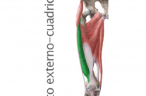 Músculos Cuadriceps – Vasto Externo