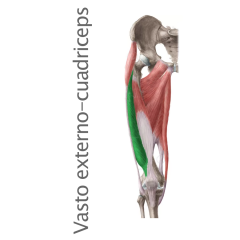 Músculos Cuadriceps – Vasto Externo