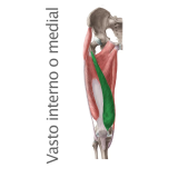 Músculo Cuadriceps Vasto Interno