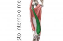 Músculo Cuadriceps Vasto Interno