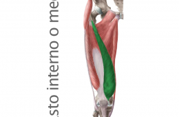 Músculo Cuadriceps Vasto Interno