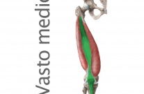 Músculo Cuadriceps Vasto Medio