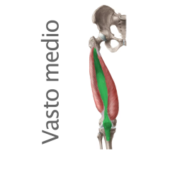 Músculo Cuadriceps Vasto Medio